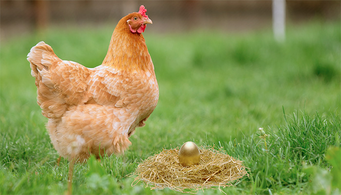 Não mate a galinha dos ovos de ouro do seu negócio com a IA